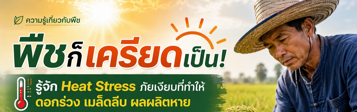 coverImage